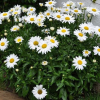 Нивяник великолепный (Leucanthemum superbum) Сильвер Принцесс С2 РРс/25