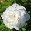 Роза Ругоза (Rosa rugosa) канадская 