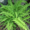 Кочедыжник женский (Athyrium filix-femina) Ротстил С2 СП/26