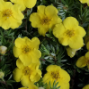 Лапчатка кустарниковая (Potentilla fruticosa) Кобольд С3 СП/25