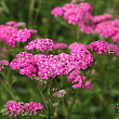 Тысячелистник обыкновенный 