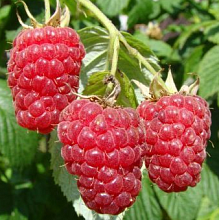 Рисунок 176.jpg