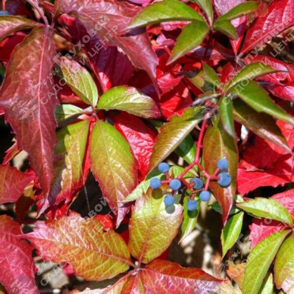 Виноград девичий на фото