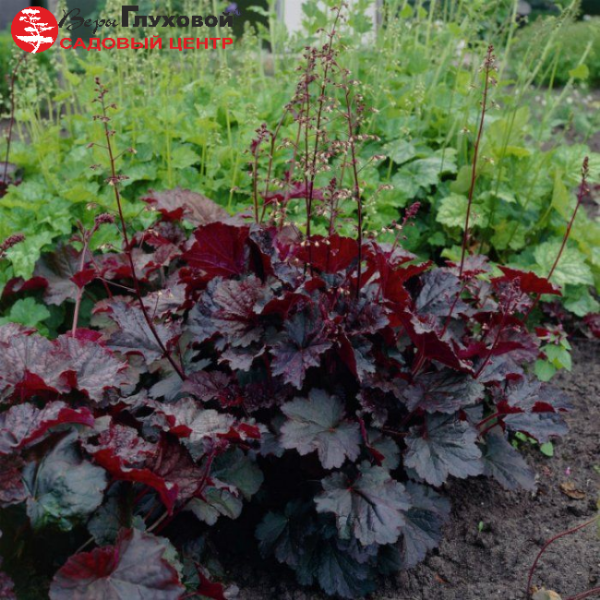 Основное изображение товара