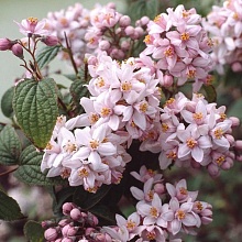 Основное изображение товара