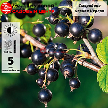 Основное изображение товара