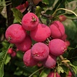 Яблоня 