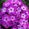Флокс метельчатый (Phlox paniculata) Лаура С2 СП/26