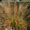 Молиния тростниковая "Транспарент" на фото