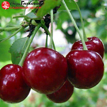 Основное изображение товара