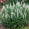 Шалфей дубравный (Salvia nemerosa) Шнеехугель С3 СП/24