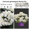 Гортензия древовидная (Hydrangea arborescens) Фловер Вау Р14 ГлХ/26