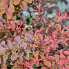 Барбарис Тунберга (Berberis thunbergii) Коронита С3 СП/24