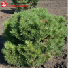 Сосна обыкновенная (Pinus sylvestris) Писковиц d60-80 х h40-60 WRB40 СП/25