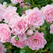 Роза полиантовая 