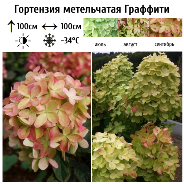 Основное изображение товара
