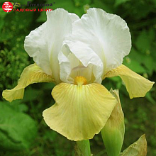 Основное изображение товара