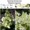 Гортензия метельчатая (Hydrangea paniculata) Меджикал Гималаи 2-3вет ОКС СП/25