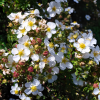 Лапчатка кустарниковая (Potentilla fruticosa) Белла Бьянка С3 СП/24