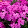 Флокс шиловидный (Phlox subulata) МакДениелс Кушон С2 СП/26