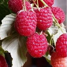 Основное изображение товара