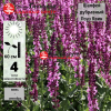 Шалфей дубравный (Salvia nemerosa) Роуз Квин С2-3 РАг/25