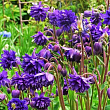 Аквилегия обыкновенная 