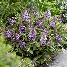 Основное изображение товара