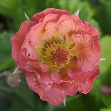 Основное изображение товара