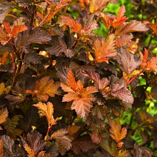 Основное изображение товара