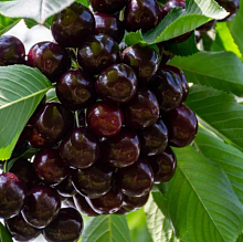 Вишня Шоколадница (средний сорт)