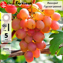 Основное изображение товара