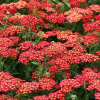 Тысячелистник обыкновенный (Achillea millefolium) Паприка С2 ГлХ/26