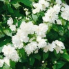 Чубушник (Philadelphus) Мон Бланк С3 СП/25