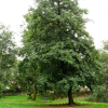 Ольха серцевидная (Alnus cordata) 350-400 С35 БАл/22