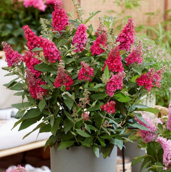 Основное изображение товара