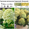 Гортензия метельчатая (Hydrangea paniculata) Гарденлайт Лемонлайт С5 СП/25