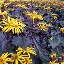 Основное изображение товара