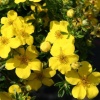 Лапчатка кустарниковая (Potentilla fruticosa) Белла Линдси С3 СП/25