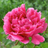 Пион древовидный (Paeonia suffruticosa) Пинк Р11 ГлХ/26
