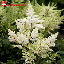 Основное изображение товара