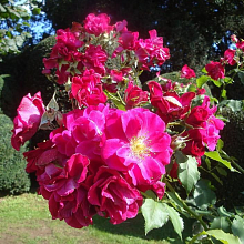 Основное изображение товара