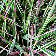 Основное изображение товара