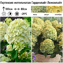 Основное изображение товара