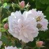 Роза плетистая "Paul’s Himalayan Musk" на фото