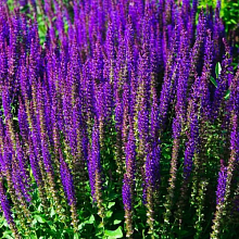 Основное изображение товара