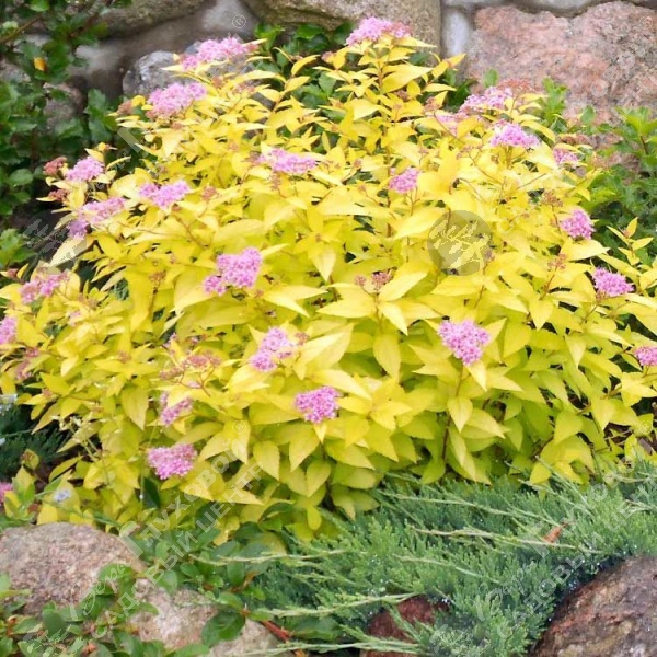 Спирея японская "Голден Принцесс" на фото