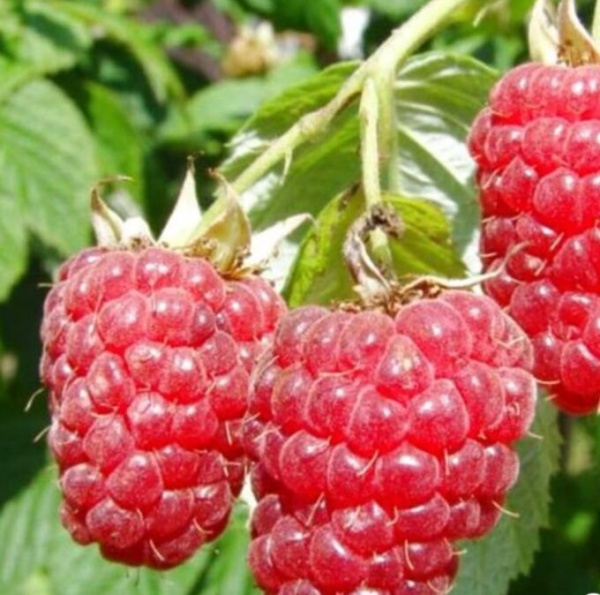 Основное изображение товара