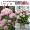 Гортензия древовидная "Кандибель Баблгам" на фото