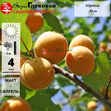 Абрикос Лель (ранний сорт)